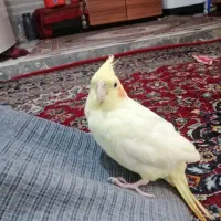 عروس هلندی همراه باقفس|پرنده|اهواز, منازل کارون|دیوار