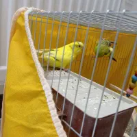 یک جفت مرغ عشق|پرنده|شاهینشهر, خانه کارگر|دیوار