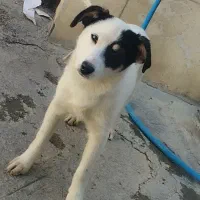 سگ پاکوتاه خانگی