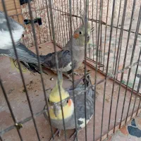 عروس هلندی جفت
