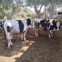 دو راس گوساله نر هلشتین|حیوانات مزرعه|بشاریات, |دیوار
