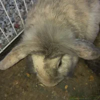 دو عدد خرگوش از نژتد لوپ