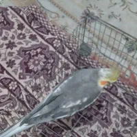 عروس هلندی. نر سینامون