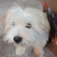 سگ شیتزو نر|سگ|یزد, |دیوار