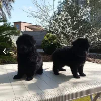 ژرمن روتوایلر مالینویز