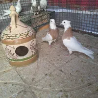 دانی همه باهم یک میلیونو ۲۰۰