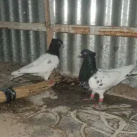 جفت سر سیاه دمه تخم