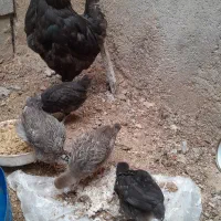 یکعدد مرغ باجوجه هاش