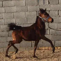 اسب کره مادیان ترک خالص