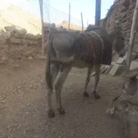 اولاغ|حیوانات مزرعه|چناران, |دیوار