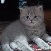 فروش گربه ی بریتیش|گربه|تبریز, |دیوار