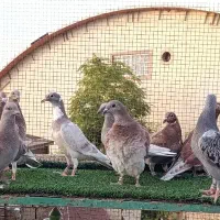 جوجه پلاکی