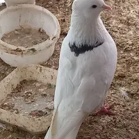 محلی بوقلمون کفتر