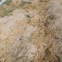 یک هکتار زمین  اجاره‌ای