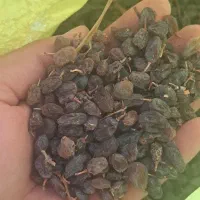 آفتویی بونات|خوردنی و آشامیدنی|مزایجان, |دیوار