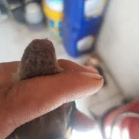 سهره|پرنده|نسیم‌شهر, |دیوار
