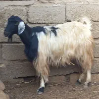 بره دجیجه بز گاوگوساله گوسفند آهو|حیوانات مزرعه|اهواز, بهارستان|دیوار