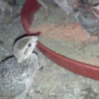 بلدرچین کوهی