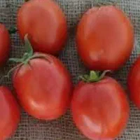 گوجه سوپر درجه یک بروبیا