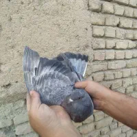 کفتر گرفتنی 6عدد|پرنده|صباشهر, |دیوار