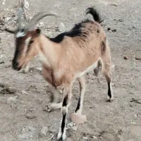 یک عدد بز آلپاین اصل جوان آبستن|حیوانات مزرعه|مشهد, آبکوه|دیوار