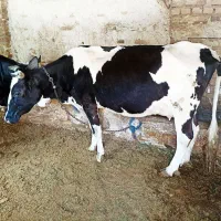 گاو|حیوانات مزرعه|کوهین, |دیوار