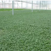 برای کار در محیط گلخانه