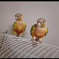 طوطی گرینچیک خانگی