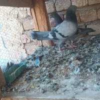 کفتر