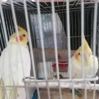 عروس هلندی|پرنده|مشهد, طبرسی شمالی|دیوار