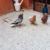 فقط هفت رنگ دوتا کنار دمب داره