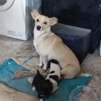 واگذاری سگ و دو توله