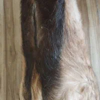 پنیر پوستی گوسفندی