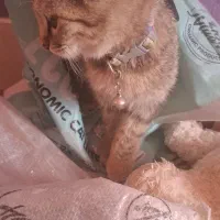 واگذاری گربه