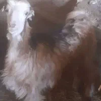 بزغاله ماده برا نگه داشتن