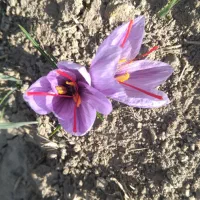 ملک-کشاورزی-مرغوب-در-سرولایت-نیشابور