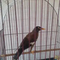 یک عدد شاه مینا تخم اول