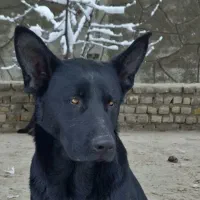 ژرمن بلک نرو ماده