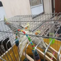 سه عدد عروس هلندی سالم|پرنده|کرمانشاه, |دیوار