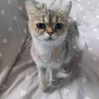 گربه|گربه|بوشهر, |دیوار