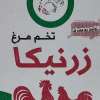 تخم مرغ قیمت عمده بهترین کیفیت