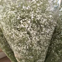 گل عروس درجه ۱