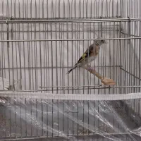 سهره|پرنده|تبریز, |دیوار