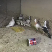 تعدادی نر رنگ روشن دست اولی