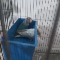 طوطی برزیلی|پرنده|هشتگرد, شهرک ریحانه|دیوار