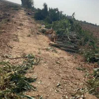 خرید درخت اکالیپتوس مورد|خدمات باغبانی و درختکاری|اهواز, پادادشهر|دیوار