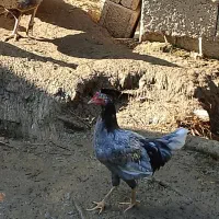 نیمچه خروس محلی(کبابی)|حیوانات مزرعه|ماکلوان, |دیوار