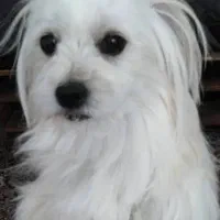 گمشده|حیوانات|کرمانشاه, |دیوار