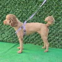 یک قلاده سگ پودل نر رنگ رد