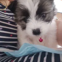 فروش توله شیتزو عروسکی